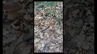 Beautiful mushrooms from Eastern Europe funghi porcini boletus grzyby гриби [upl. by Satsoc]