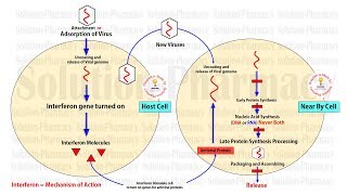 Antiviral Drug  Interferon  Anti Hepatitis C Virus Drug  Mechanism of Action of Interferon Drug [upl. by Enenej533]