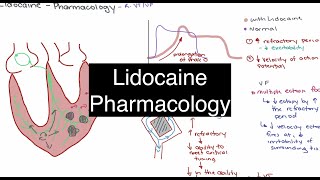 Lidocaine Pharmacology [upl. by Balfour343]