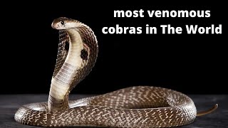 Top 10 most venomous cobras in The World [upl. by Ydisac576]