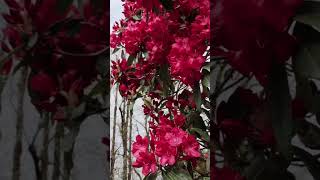 Rhododendron arboreum beautiful red flowerfamilyericaceaebotanybsc ytshorts botanybsc biology [upl. by Llerrod]