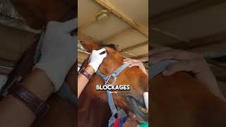 Why flush horses tear duct shorts [upl. by Sedda248]