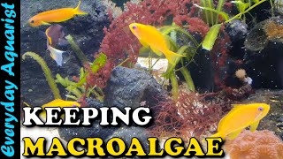 HOW TO Keep Marine MACROALGAE In A REEF Tank  Complete BEGINNERS GUIDE Planted Reef [upl. by Onailerua575]