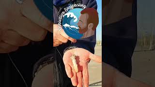 Esche del surfcasting come innescare il cannolicchio obbiettivosurfcasting short [upl. by Nnylannej443]