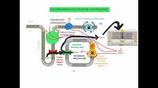 CORSO DI FISIOLOGIA UMANA  LEZIONE 9 DI 81  FISIOLOGIA CARDIOVASCOLARE  PARTE 4 [upl. by Calla]