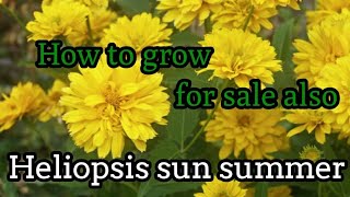 Heliopsis plant care  Heliopsis sun summer  how to care Heliopsis  for sale available contact [upl. by Izogn7]