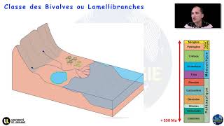 Notions élémentaires de paléontologie  Lembranchement des Mollusques Par Yann Hautevelle [upl. by Tomasina]