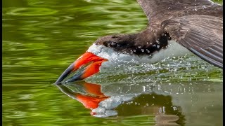 Skimming by Black Skimmers  Baby Skimmers [upl. by Yreffej]