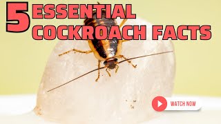 5 Essential CockRoach Facts Roaches 101 VARIOUS ROACH SPECIES APPEAR IN THE VIDEO [upl. by Arammahs]