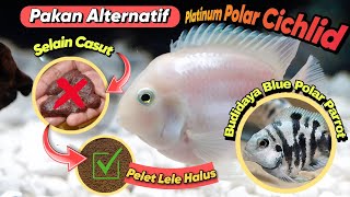 CARA IKAN BLUE POLAR  PLATINUM DOYAN PELET LELE⁉️cichlid bluepolarparrot [upl. by Albert]