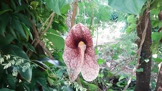 A MAIOR FLOR DO BRASIL  aristolochia elegans [upl. by Menken301]