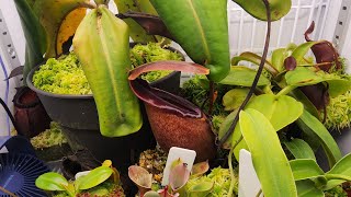 the king of nepenthes species spot light on nepenthes rajah [upl. by Lancaster]