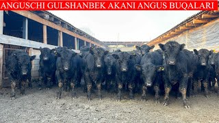 ANGUSCHI GULSHANBEK AKANI AMERICAN ABERDEEN ANGUS BUQALARI KELDI [upl. by Anastos]