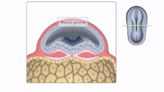 General Embryology  Detailed Animation On Neurulation [upl. by Nadya]