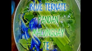 Blue Ternate Tea with Malunggay and Pandan Leaves [upl. by Otecina92]