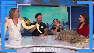 JG’s Reptile Road Show brings snakes lizards to studio  Morning in America [upl. by Ahseenak]