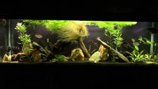 Nitrifying BacteriaThe Most Important Aquarium Inhabitant [upl. by Lebezej]