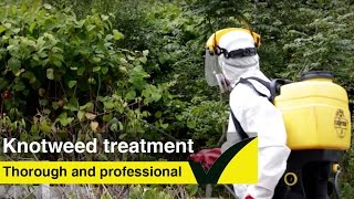 Japanese Knotweed treatment  learn how to treat knotweed [upl. by Bogart]