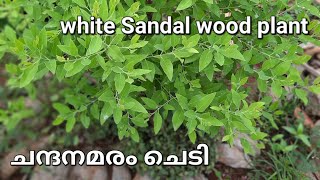 White sandalwood plant 2022  Santalum album  ചന്ദനമരം  SANDALWOOD PLANT  V GREEN [upl. by Vassily]