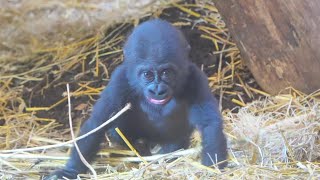 Baby Makongo Braving the World Under Moms Watchful Eyes [upl. by Simmie]