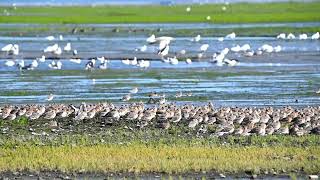 Godwits get scared of a flock of dunlins [upl. by Roderica]