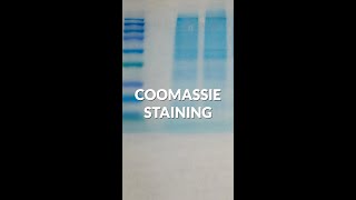 How Coomassie staining works in protein analysis shorts [upl. by Rehtse]