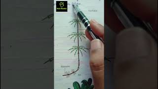 Equisetum amp fern pteridophytes ncert imp diagram class 11th ncert biology neet2025 aiims [upl. by Hctim]