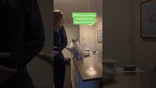 Jealous behavior of cats😂😂cat funnyvideo catsoftiktok pet kitty funny fyp [upl. by Finnigan]