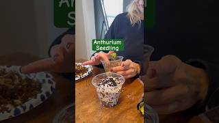 Moving my Anthurium Seeding from moss to a 5050 perlitestratum mix anthurium plants shorts [upl. by Atnicaj721]