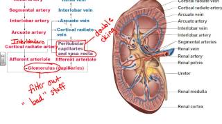 AampPII Chapter 25 Urinary System part 1 [upl. by Hynda]