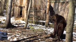 Bear Creek Sanctuary  Jaglions 10th Birthday [upl. by Ehcar47]