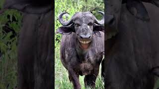 Hamba hamba buffalo cartoon comedyvideo funnybuffalo newcartoon vairalcomedyvideo [upl. by Ayet]