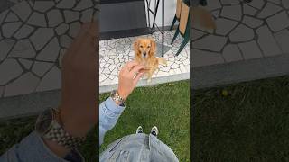 НайУмното Куче 🐾 куче shorts goldenretriever [upl. by Krahling]