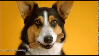 DENTAL CHEWS FOR DOGS  DO DENTASTIX WORK [upl. by Ysac]