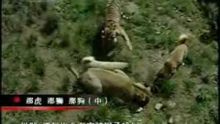 Turkish Kangal Dogs vs Tigers amp Lions [upl. by Retse518]