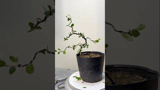 Creating a small mini bonsai tree is easy for beginners [upl. by Namrak]