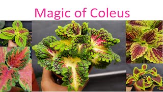 12 Surprising Facts About Coleus Plants A Visual Guide to Different Varieties [upl. by Sheela]