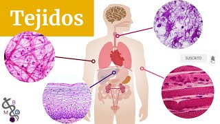 Tejidos Básicos del Cuerpo Humano  Tipos y Clasificación  Histología [upl. by Ande]