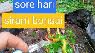 siram pohon bonsai di kebun [upl. by Damien]