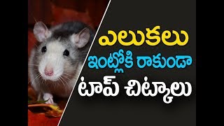 Elukalu nivarana  Home Remedies to Get Rid of Rats  elukalu rakunda  top Kitchen tips in telugu [upl. by Aloz]