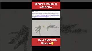 Amoeba Fission real life fission binaryfission amoeba reproduction ncert cbse [upl. by Retep]