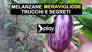 MELANZANE MERAVIGLIOSE TRUCCHI E SEGRETI [upl. by Aihtyc]