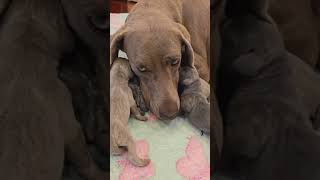 Our Weimaraner Gerda had 5 puppies [upl. by Franza947]