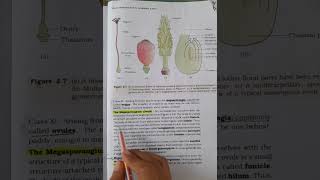 ovule structure in ovary of flowerbiology education cbse neet [upl. by Underwood]