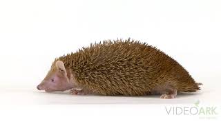 A lesser hedgehog tenrec Echinops telfairi at the Lincoln Children’s Zoo [upl. by Mistrot]