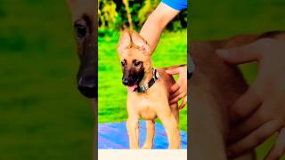 ❤️🔥🔥❤️malinois pets doglover germanshepherd dog k9 [upl. by Drawets]