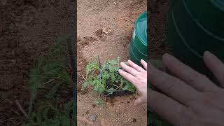 How to Plant Tomatoes for Bumper Cropbarefootcountrycookisbacki2981 [upl. by Collimore]