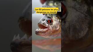 Les 03 poissons les plus dangereux au monde shorts shortvideo fish fishing poisson dangerous [upl. by Keverian441]