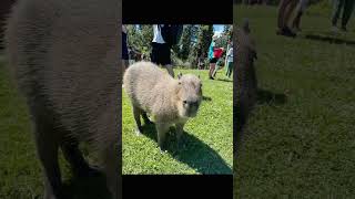 Pet Cute Capybarakangaroo  Kangaroo Creek Farm [upl. by Lavina155]