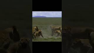 Leon  Leones alimentandose shorts leo leon animal animaleducation viral leones [upl. by Norty]